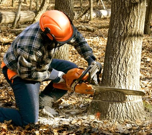 Tree Removal in Buena Vista, VA